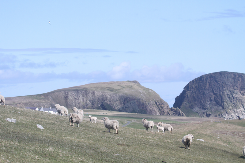 Fair Isle